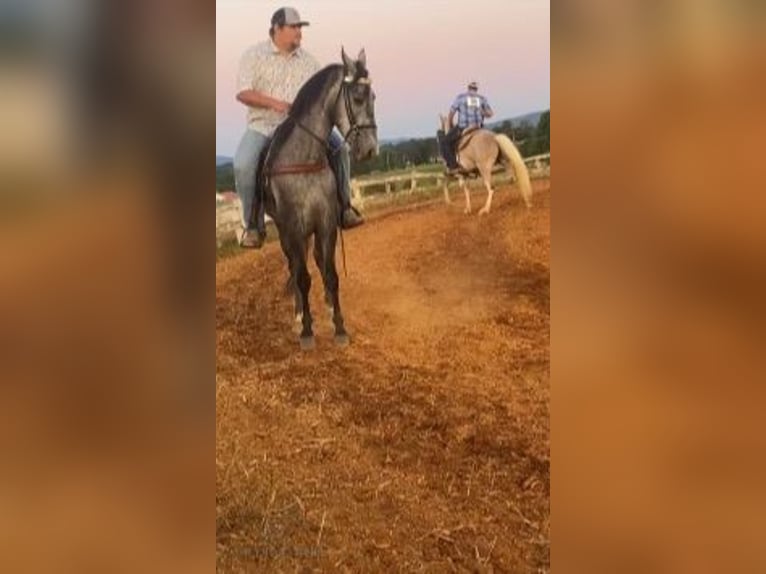 Tennessee walking horse Caballo castrado 5 años 152 cm Tordo in Albany, KY