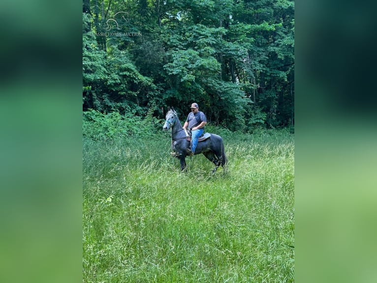 Tennessee walking horse Caballo castrado 5 años 152 cm Tordo in Albany, KY