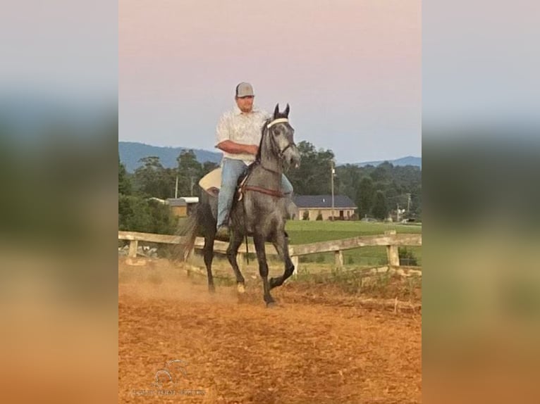 Tennessee walking horse Caballo castrado 5 años 152 cm Tordo in Albany, KY