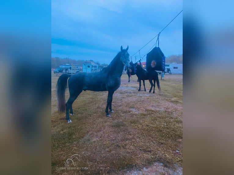 Tennessee walking horse Caballo castrado 5 años 152 cm Tordo in Albany, KY