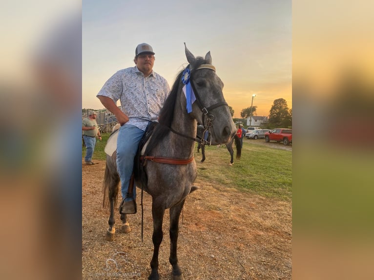 Tennessee walking horse Caballo castrado 5 años 152 cm Tordo in Albany, KY