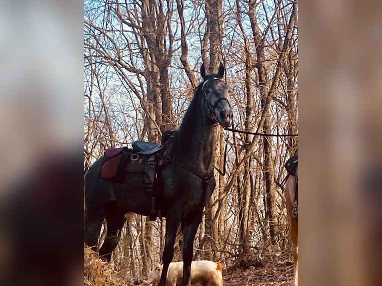 Tennessee walking horse Caballo castrado 5 años 152 cm Tordo in Albany, KY