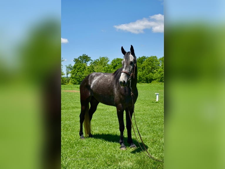 Tennessee walking horse Caballo castrado 5 años 152 cm Tordo in Salt Lick, KY