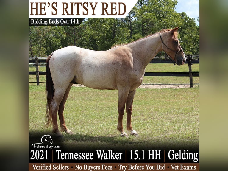 Tennessee walking horse Caballo castrado 5 años 155 cm Ruano alazán in Graniteville, SC