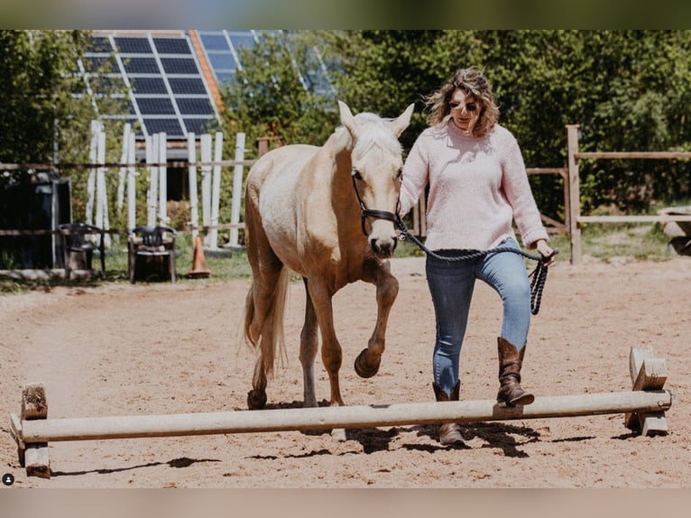 Tennessee walking horse Caballo castrado 5 años 160 cm Palomino in Spalt