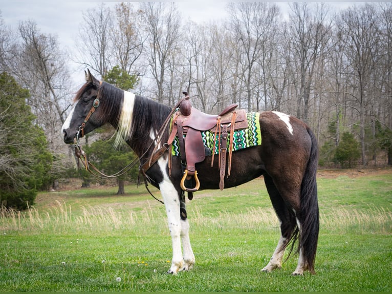 Tennessee walking horse Caballo castrado 5 años 163 cm Tobiano-todas las-capas in Greensboro Ky