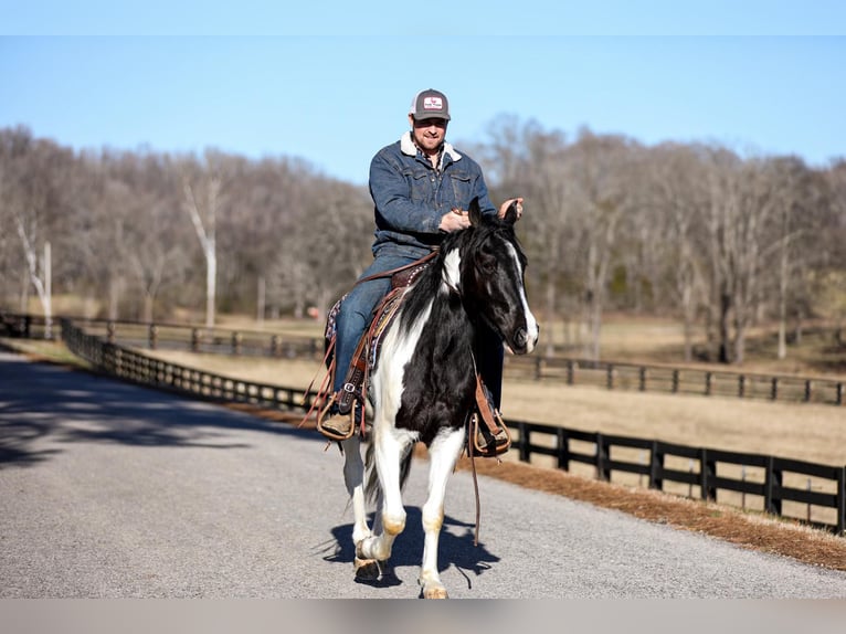 Tennessee walking horse Caballo castrado 5 años Tobiano-todas las-capas in Cleveland Tn