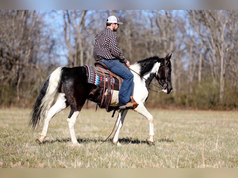 Tennessee walking horse Caballo castrado 5 años Tobiano-todas las-capas in Cleveland Tn