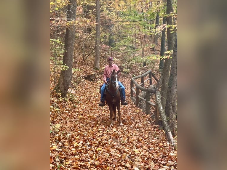 Tennessee walking horse Caballo castrado 6 años 142 cm Alazán-tostado in Oak Ridge, TN