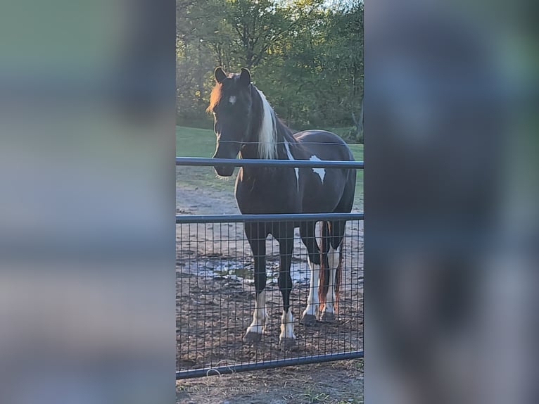 Tennessee walking horse Caballo castrado 6 años 142 cm Tobiano-todas las-capas in Manchester,MI