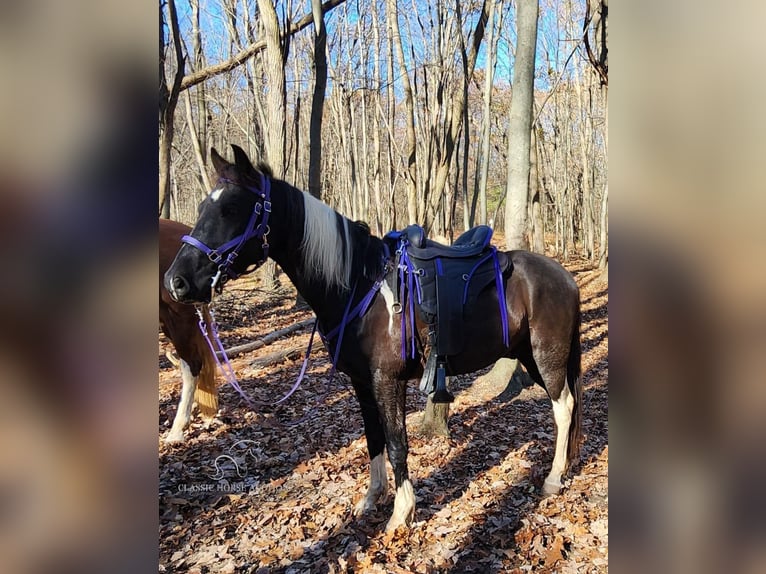 Tennessee walking horse Caballo castrado 6 años 142 cm Tobiano-todas las-capas in Manchester,MI