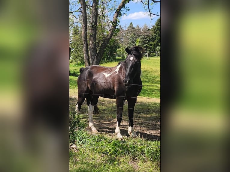 Tennessee walking horse Caballo castrado 6 años 142 cm Tobiano-todas las-capas in Manchester,MI