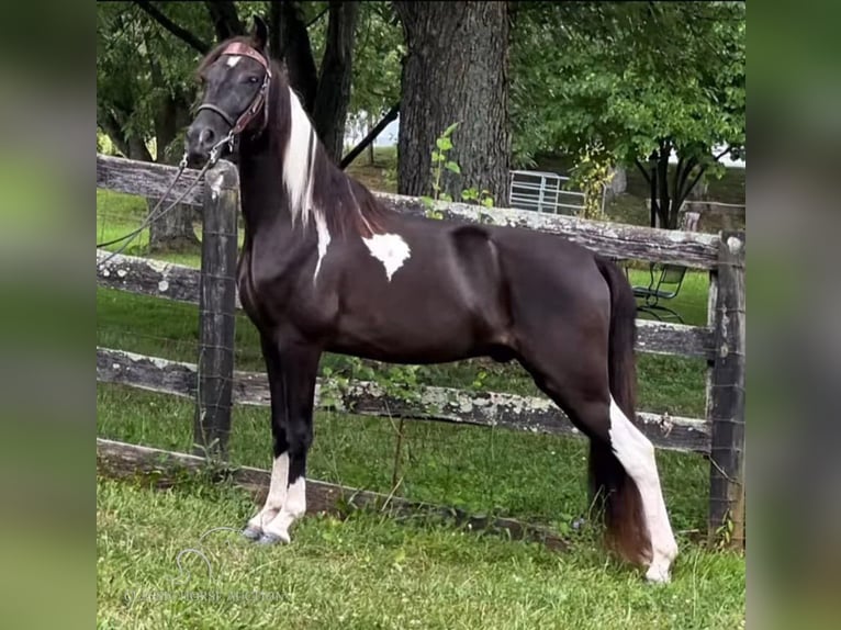 Tennessee walking horse Caballo castrado 6 años 142 cm Tobiano-todas las-capas in Manchester,MI