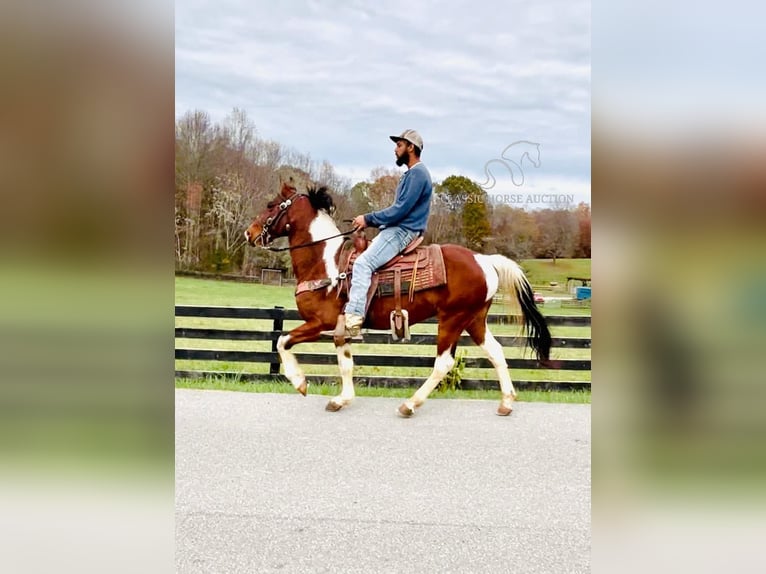 Tennessee walking horse Caballo castrado 6 años 142 cm Tobiano-todas las-capas in Tompkinsville, KY