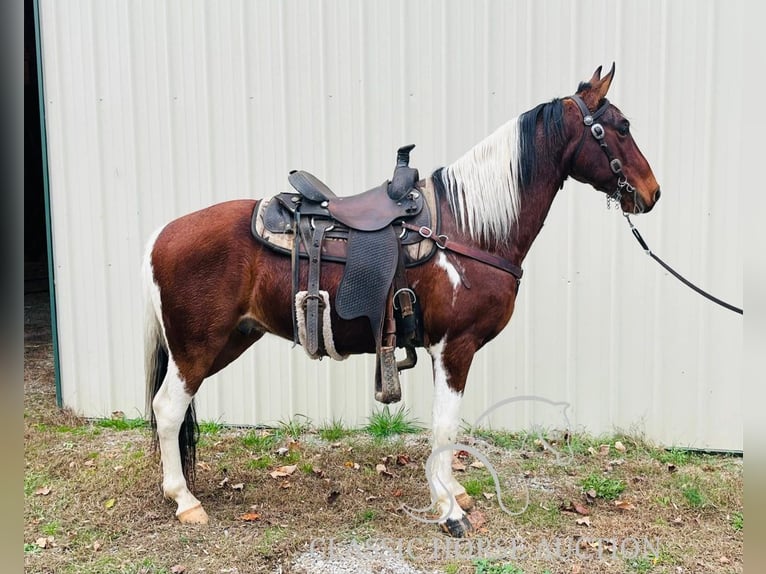 Tennessee walking horse Caballo castrado 6 años 142 cm Tobiano-todas las-capas in Tompkinsville, KY