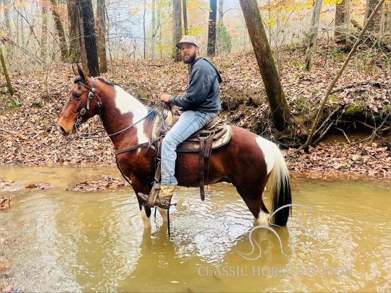 Tennessee walking horse Caballo castrado 6 años 142 cm Tobiano-todas las-capas in Tompkinsville, KY