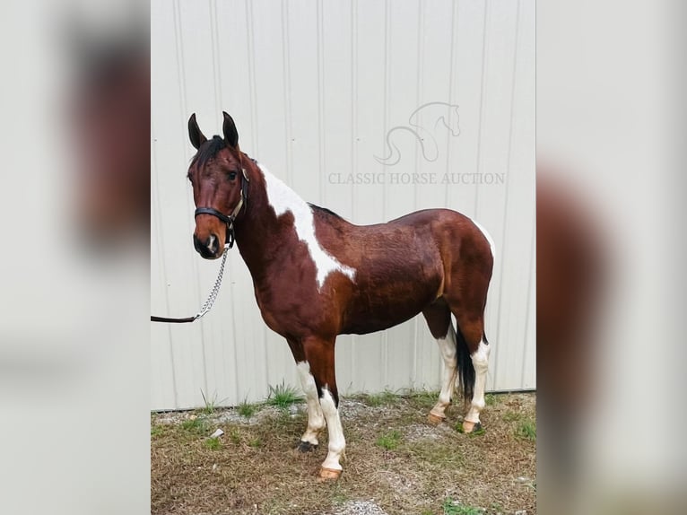 Tennessee walking horse Caballo castrado 6 años 142 cm Tobiano-todas las-capas in Tompkinsville, KY