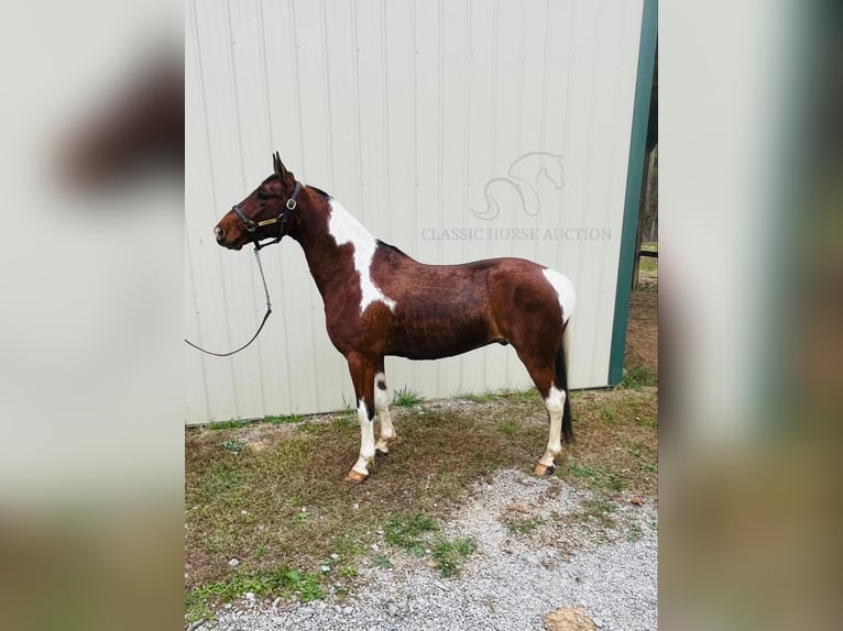 Tennessee walking horse Caballo castrado 6 años 142 cm Tobiano-todas las-capas in Tompkinsville, KY