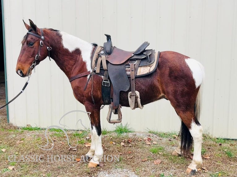 Tennessee walking horse Caballo castrado 6 años 142 cm Tobiano-todas las-capas in Tompkinsville, KY