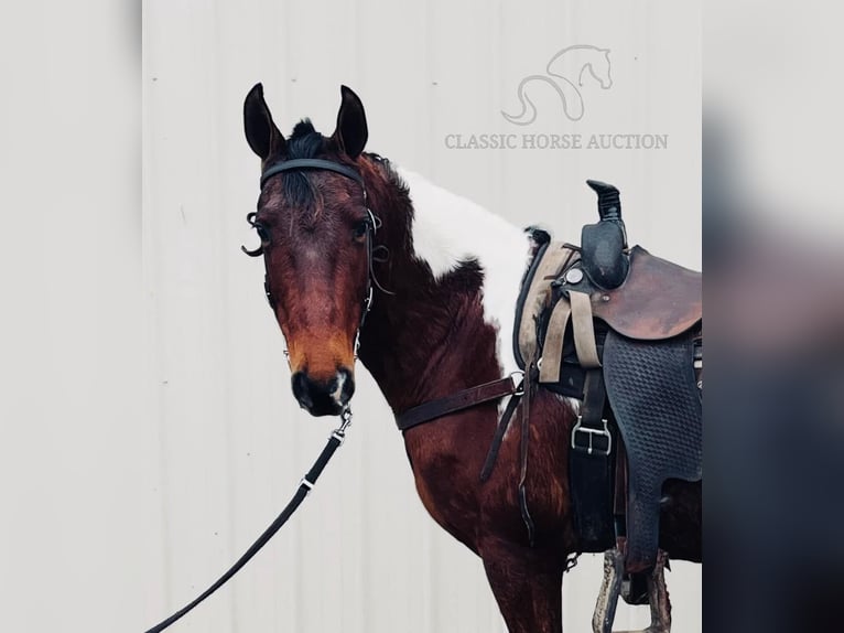 Tennessee walking horse Caballo castrado 6 años 142 cm Tobiano-todas las-capas in Tompkinsville, KY