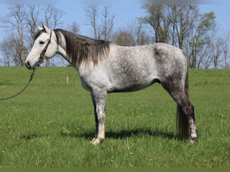 Tennessee walking horse Caballo castrado 6 años 142 cm Tordo in Mount Vernon, KY