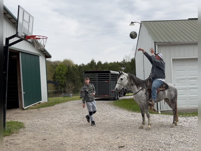 Tennessee walking horse Caballo castrado 6 años 142 cm Tordo in Mount Vernon, KY