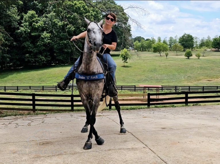 Tennessee walking horse Caballo castrado 6 años 142 cm Tordo in Gillsville, GA