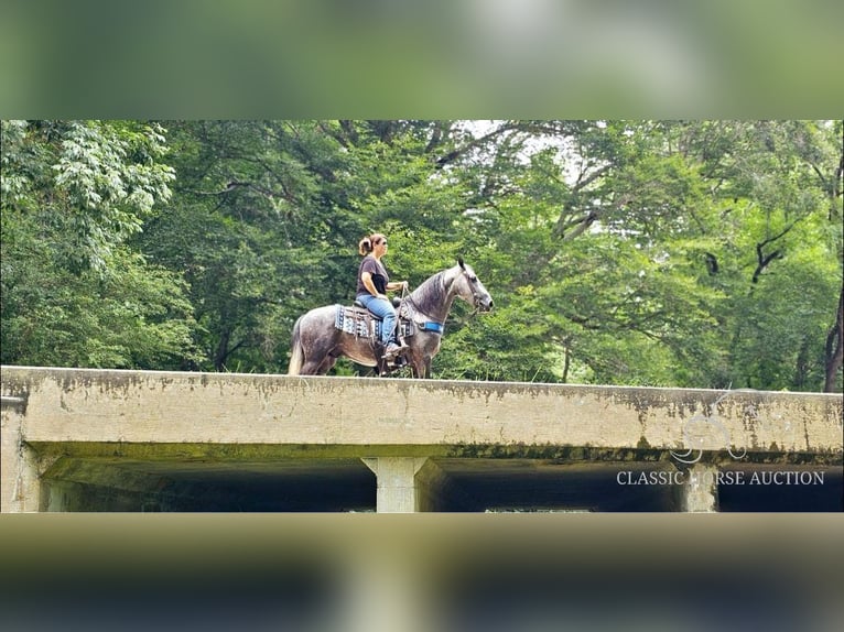 Tennessee walking horse Caballo castrado 6 años 142 cm Tordo in Gillsville, GA