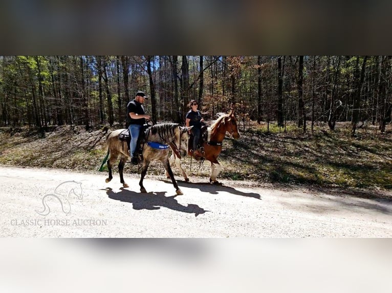 Tennessee walking horse Caballo castrado 6 años 142 cm Tordo in Gillsville, GA