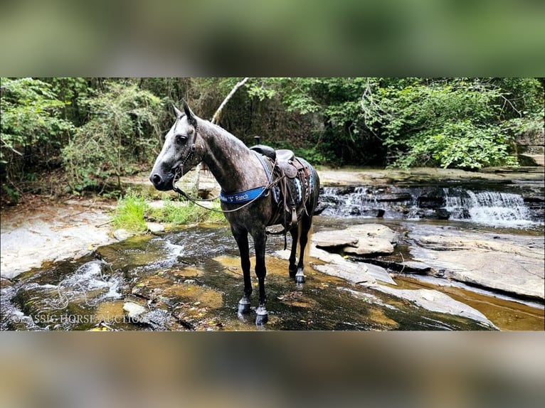 Tennessee walking horse Caballo castrado 6 años 142 cm Tordo in Gillsville, GA