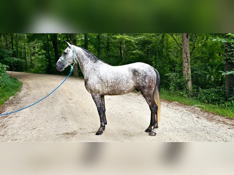 Tennessee walking horse Caballo castrado 6 años 142 cm Tordo in Gillsville, GA