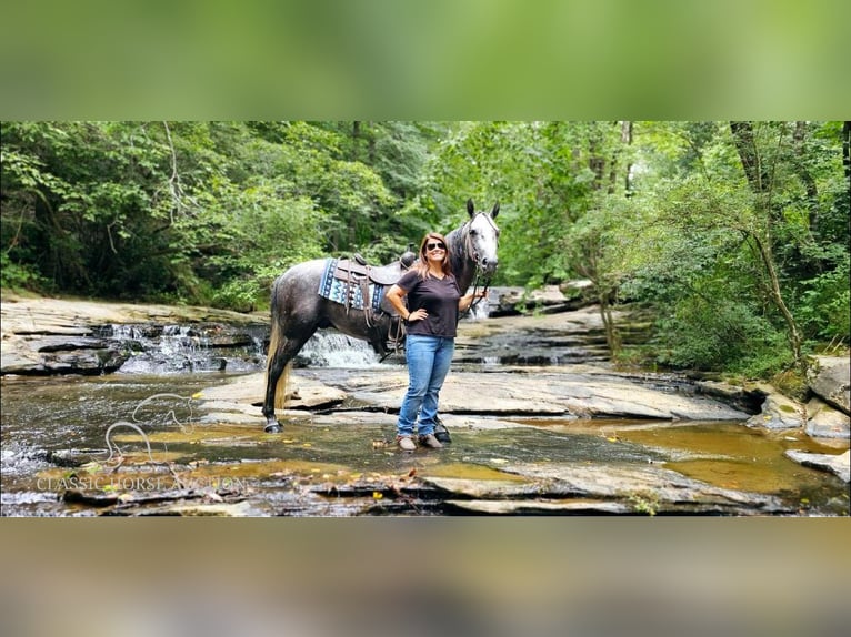 Tennessee walking horse Caballo castrado 6 años 142 cm Tordo in Gillsville, GA