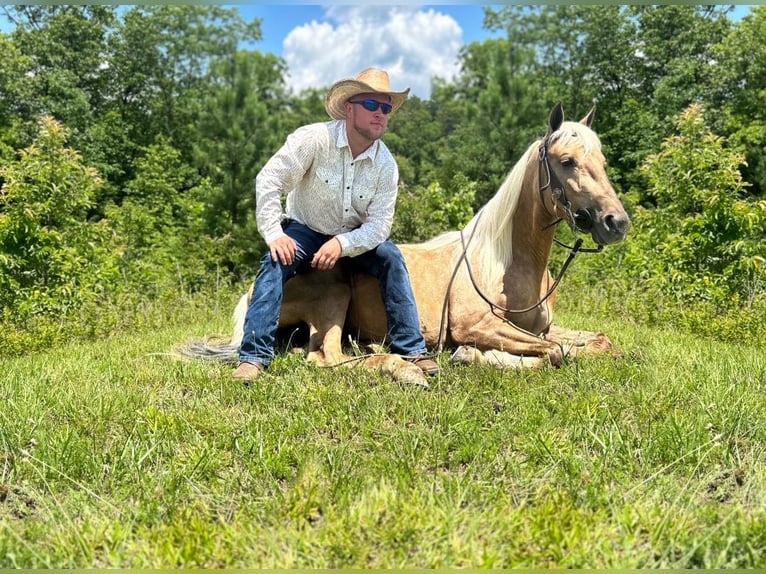 Tennessee walking horse Caballo castrado 6 años 147 cm Alazán-tostado in Whitley City, KY