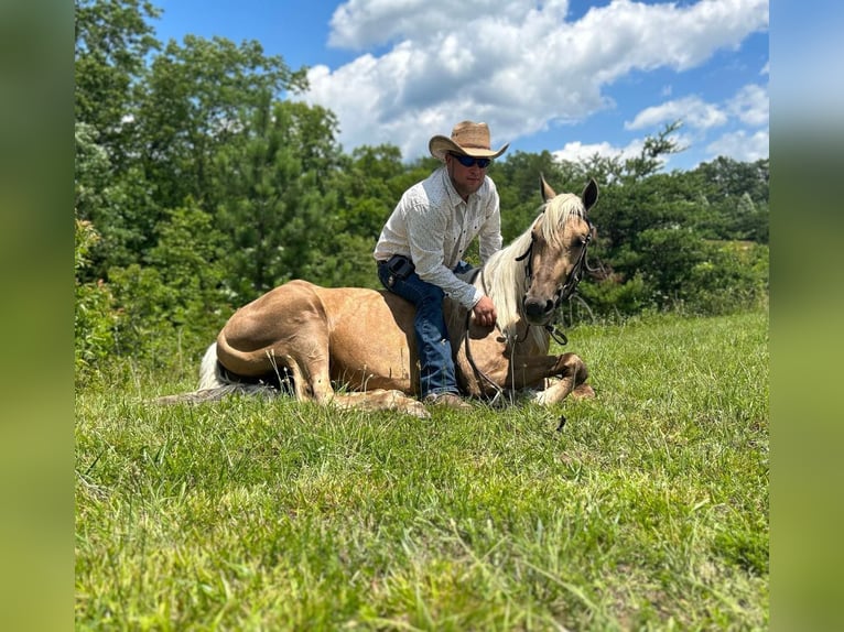 Tennessee walking horse Caballo castrado 6 años 147 cm Alazán-tostado in Whitley City, KY