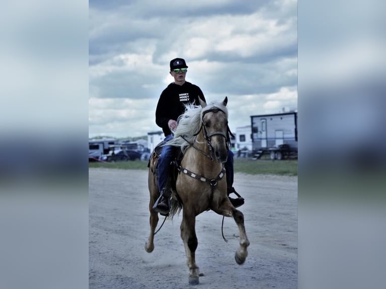 Tennessee walking horse Caballo castrado 6 años 147 cm Alazán-tostado in Whitley City, KY