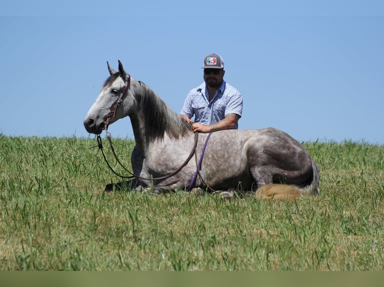 Tennessee walking horse Caballo castrado 6 años 147 cm Ruano azulado in Whitley City Ky