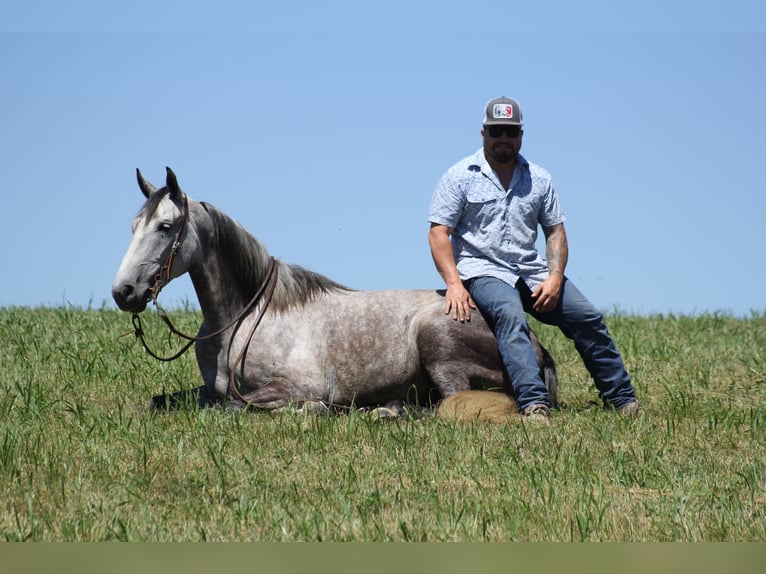 Tennessee walking horse Caballo castrado 6 años 147 cm Ruano azulado in Whitley City Ky