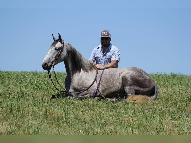 Tennessee walking horse Caballo castrado 6 años 147 cm Ruano azulado in Whitley City Ky