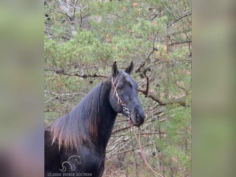 Tennessee walking horse Caballo castrado 6 años 152 cm in HUSTONVILLE, KY