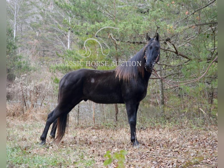 Tennessee walking horse Caballo castrado 6 años 152 cm in HUSTONVILLE, KY