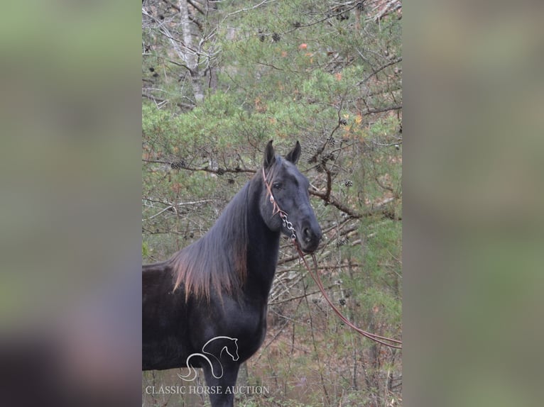 Tennessee walking horse Caballo castrado 6 años 152 cm in HUSTONVILLE, KY