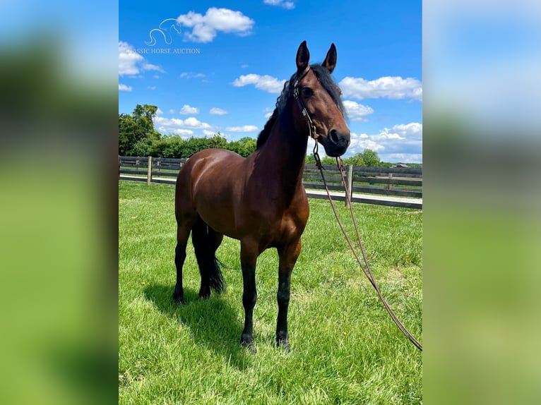 Tennessee walking horse Caballo castrado 6 años 152 cm Castaño rojizo in Moscow, OHIO