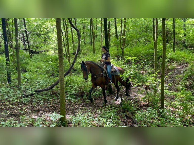 Tennessee walking horse Caballo castrado 6 años 152 cm Castaño rojizo in Moscow, OHIO