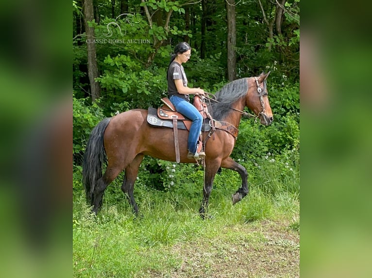 Tennessee walking horse Caballo castrado 6 años 152 cm Castaño rojizo in Moscow, OHIO