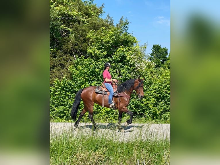 Tennessee walking horse Caballo castrado 6 años 152 cm Castaño rojizo in Moscow, OHIO