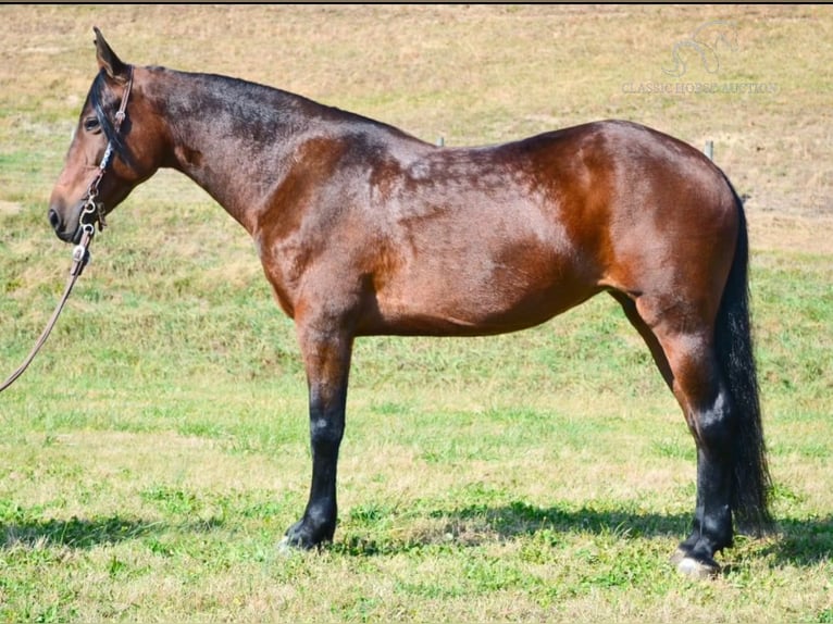 Tennessee walking horse Caballo castrado 6 años 152 cm Castaño rojizo in Moscow, OHIO