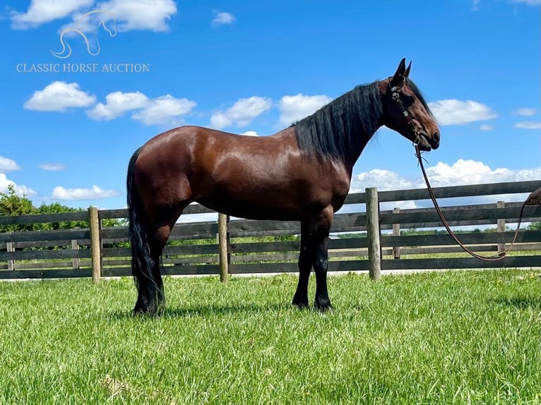 Tennessee walking horse Caballo castrado 6 años 152 cm Castaño rojizo in Moscow, OHIO