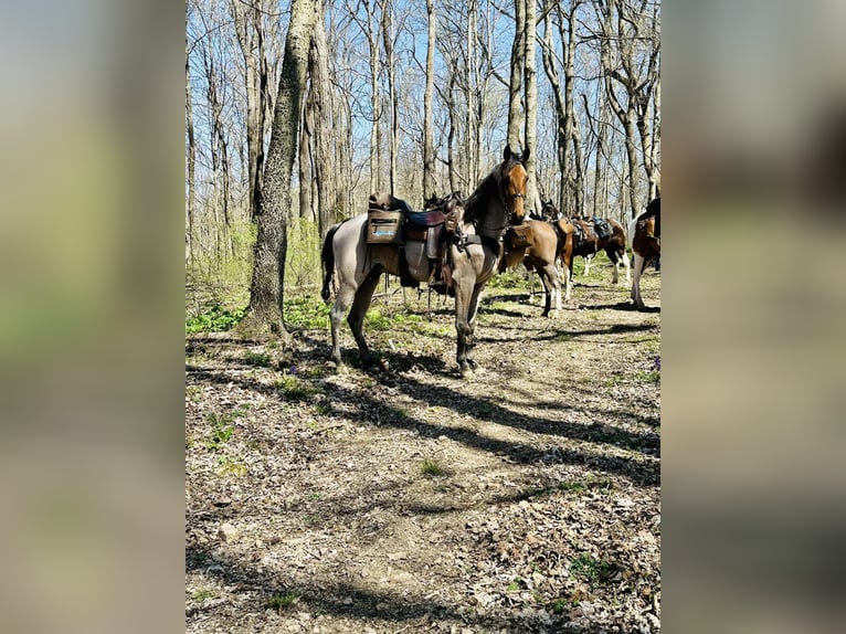 Tennessee walking horse Caballo castrado 6 años 152 cm Castaño rojizo in Lewisburg, tn