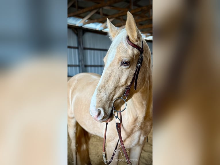 Tennessee walking horse Caballo castrado 6 años 152 cm Champán in Beattyville, KY