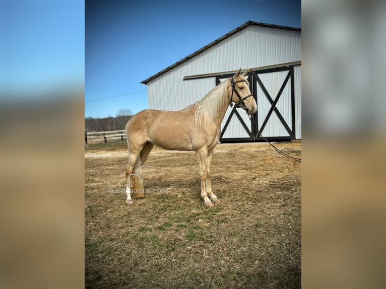 Tennessee walking horse Caballo castrado 6 años 152 cm Champán in Beattyville, KY